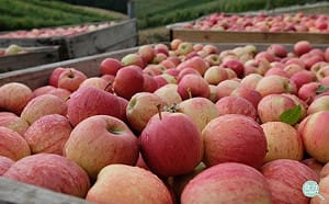 感謝科學技術  讓我們一年四季都能吃到蘋果！