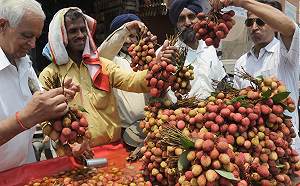 「荔枝毒素」風暴擴大　印度超過百名兒童罹腦炎死亡