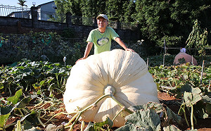 903斤全國最大南瓜在新北 市集、手作淡水共襄盛舉