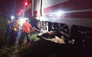 448次普悠瑪撞四頭牛 列車一度延誤150分鐘