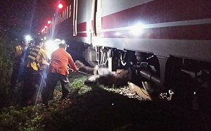 448次普悠瑪撞到四頭牛　延誤150分影響70名旅客