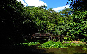 門票優惠限定！這3天奧萬大森林遊樂區入園只要10元