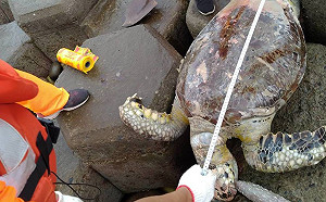 保育憾事又一起！通霄岸際發現死亡綠蠵龜