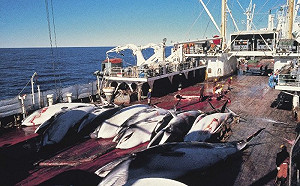 日睽違32年磨刀霍霍7/1捕鯨  澳環保組織密謀對幹