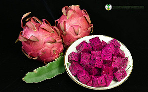 火龍果旺季來了！農委會教你這樣挑最好吃