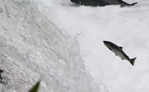 逆流而上！北海道櫻鮭　躍過4公尺高瀑布產卵