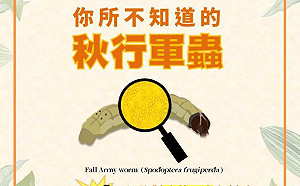 害蟲也有益！ 中研院證實：秋行軍蟲是疫苗研究的「功臣」