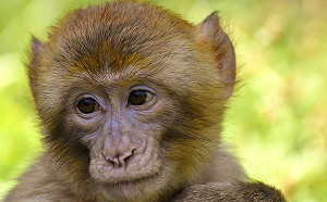 沖繩猴子自行開籠逃跑  園方：全力追緝中