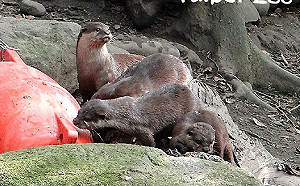 北市動物園長假將結束！6/29起重新開放