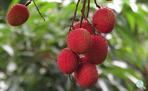 空腹吃荔枝害命？讓印度年年有兒童離奇死亡的成分是它！