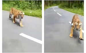 (影)真遇彪虎！騎到一半竄「猛虎」騎士嚇歪油門尬底逃跑