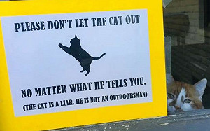 貓咪多次試圖要路人幫逃家　主人：不要被牠騙了