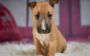 荷蘭嚴懲棄養或失職飼主　成為全球首個無流浪狗國家