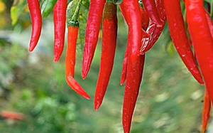 被辣到時喝水沒用！解辣吃「這2種食物」才有效