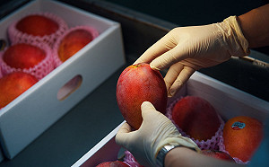 好吃芒果怎麼挑？4招選果秘訣報你知