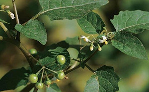 野花野草別亂吃！帶你認識食物與毒物的距離