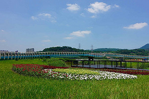 夏日限定！關渡碼頭花海綻放整個七月