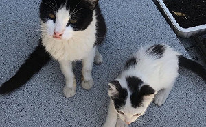 天天上門的浪貓突失蹤　幾週後多了可愛小跟班