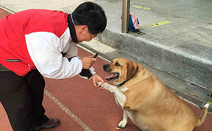 淡水網紅校犬「小白襪」腫瘤復發病逝成天使