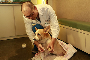 天氣酷熱　毛小孩也要預防中暑　短鼻種犬是高危險群