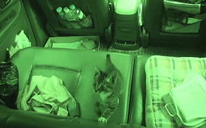 小貓遇女子暖心救援　從此霸佔「汽車旅館」不走