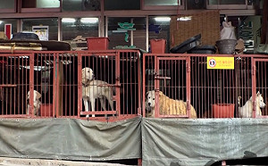 (影)釜山市宣佈關閉狗肉市場　讓吃狗文化走入歷史