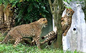 「被樹夾住」的豹！攝影師拍下獵豹出糗瞬間　23萬人笑翻