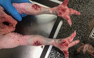 北市家禽批發市場土雞確診H5N2 凍存屠體全數銷毀