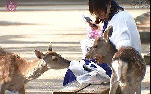 ９隻奈良鹿誤食塑膠袋瘦到見骨慘死　胃內塞滿4.3公斤垃圾