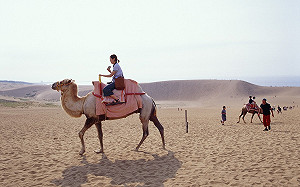 逛砂丘騎駱駝不必去中東！華信航空9月開台中－鳥取航線