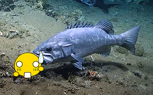 影／震撼畫面曝光！大石斑將深海鯊魚「一口吞下」