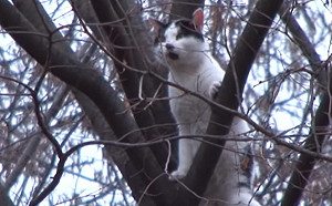 居民驚見貓咪困樹多日　貓皇：巡個領土也要管？