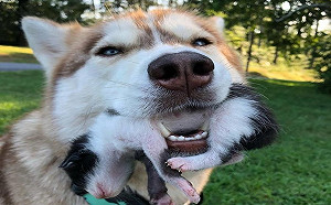 哈士奇在樹林發現七奶貓　叼起小貓：「主人快救牠們！」