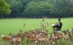 夏天周日限定！奈良公園吹響號角享受被鹿群包圍的快感