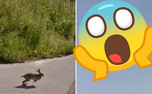 不科學！Google街景捕捉飛天兔　神人解析背後真相網嚇傻