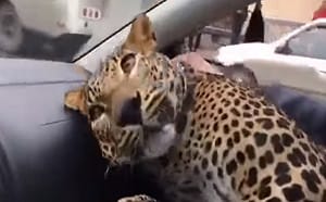 (影)小黃司機接受預約載「大貓」　上車竟然是一隻豹！