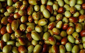 紅棗產季到！選果秘訣看過來