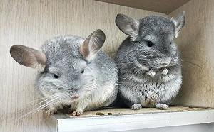 超軟Q「龍貓」可以養了？動保處：飼養條件高養前請三思