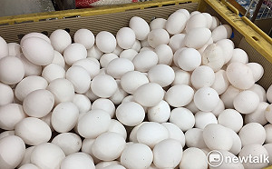 液蛋全面禁用破殼蛋！109年起違者最高重罰300萬