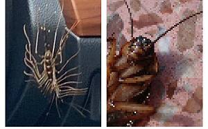 車內驚見「30腳怪蟲」　眾人喜曝「妙用」：根本撿到寶