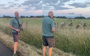 男子吹薩克斯風狂走音　竟引牛牛粉絲陶醉搶聽