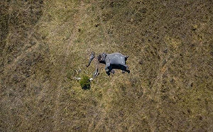 殘忍！象牙象鼻慘遭鋸斷「屍塊躺草原」　空拍照曝光震撼