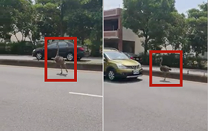 想吃鴕鳥肉? 桃園八德鴕鳥路上亂竄 多位網友自稱飼主
