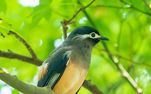 調查局成為動物快樂天堂  保育鳥類現蹤