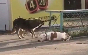 善良浪犬見狗狗被栓路邊　竟幫咬牽繩助逃脫！