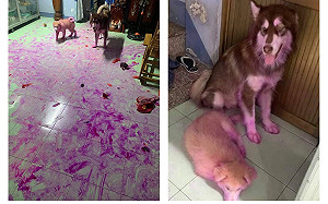 二哈蹂躪火龍果神染色！主人理智線秒斷：清蒸還是紅燒？