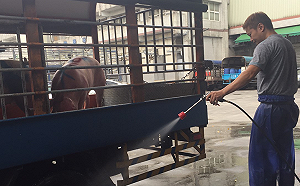 防範非洲豬瘟！運豬車將「強制加裝GPS」