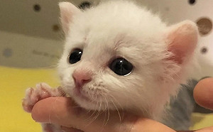 (影)小貓被同樣喪失聽力的大貓收編　貓哥哥：我們守護你！