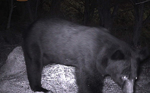 黑熊警報第一次響了！成功嚇阻黑熊進入向陽山屋