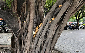 「魚爬的樹被填上發泡填縫劑」 是否危害樹木、生態惹議